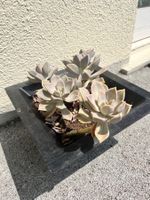 Graptopetalum paraguayense (Ghost Plant) –Gesunde Sukkulente