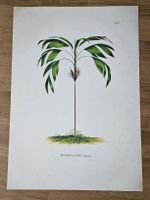 Vintage palm tree poster high quality. 100x70