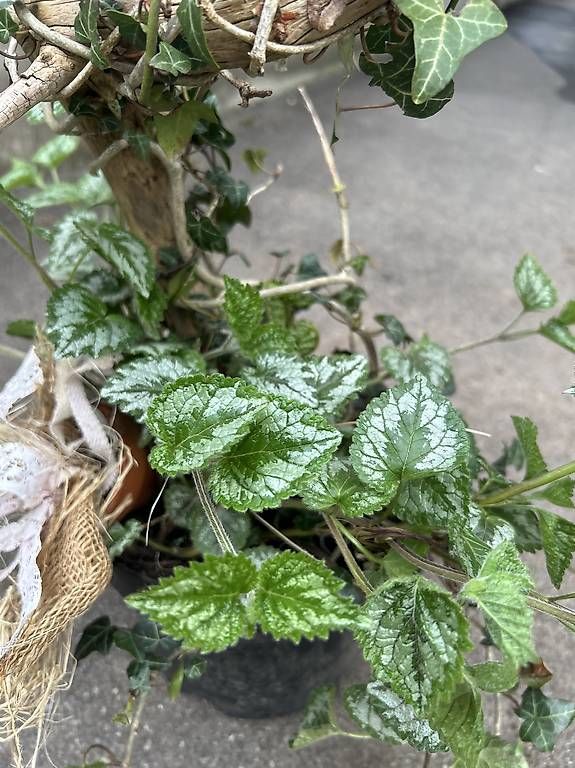 Plantes & graines: Efeu und Goldnessel  – D'occasion à Frauenfeld par Irene.Schuppli 2