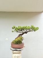 Pinus auf Stein in exklusiver Schale