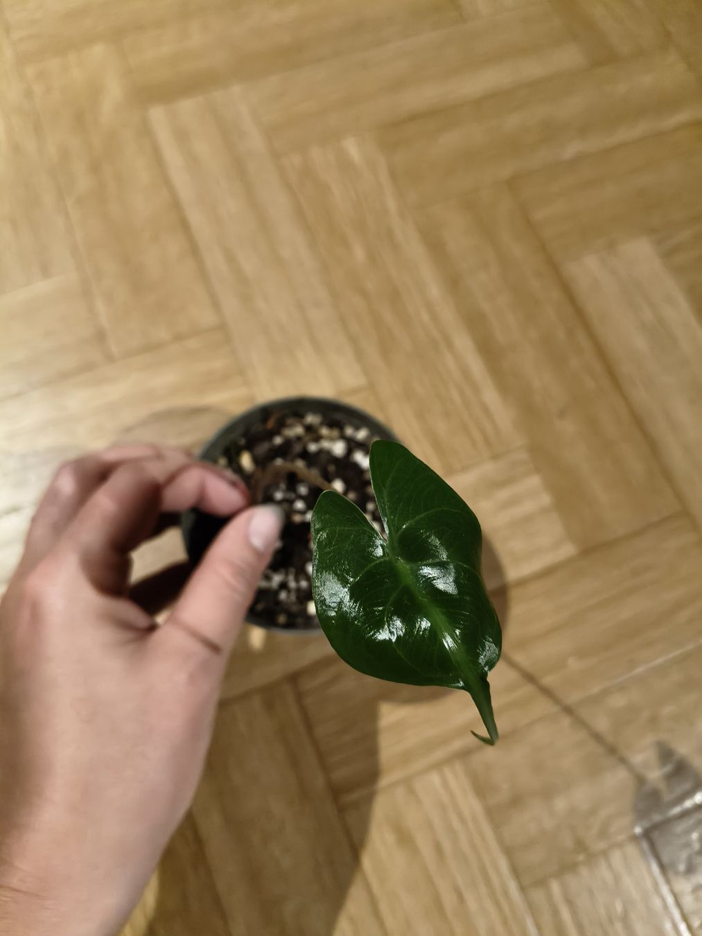 Piante & sementi: Alocasia stingray – Nuovo (secondo la descrizione) da Stans venduto da Blumeli96