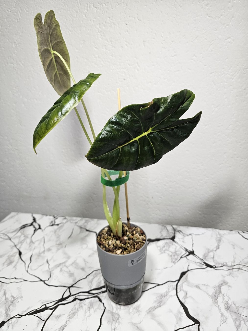 Pflanzen & Samen: Alocasia Golden Bone – Neu (gemäss Beschreibung) aus Utzenstorf von Dac_mk 1