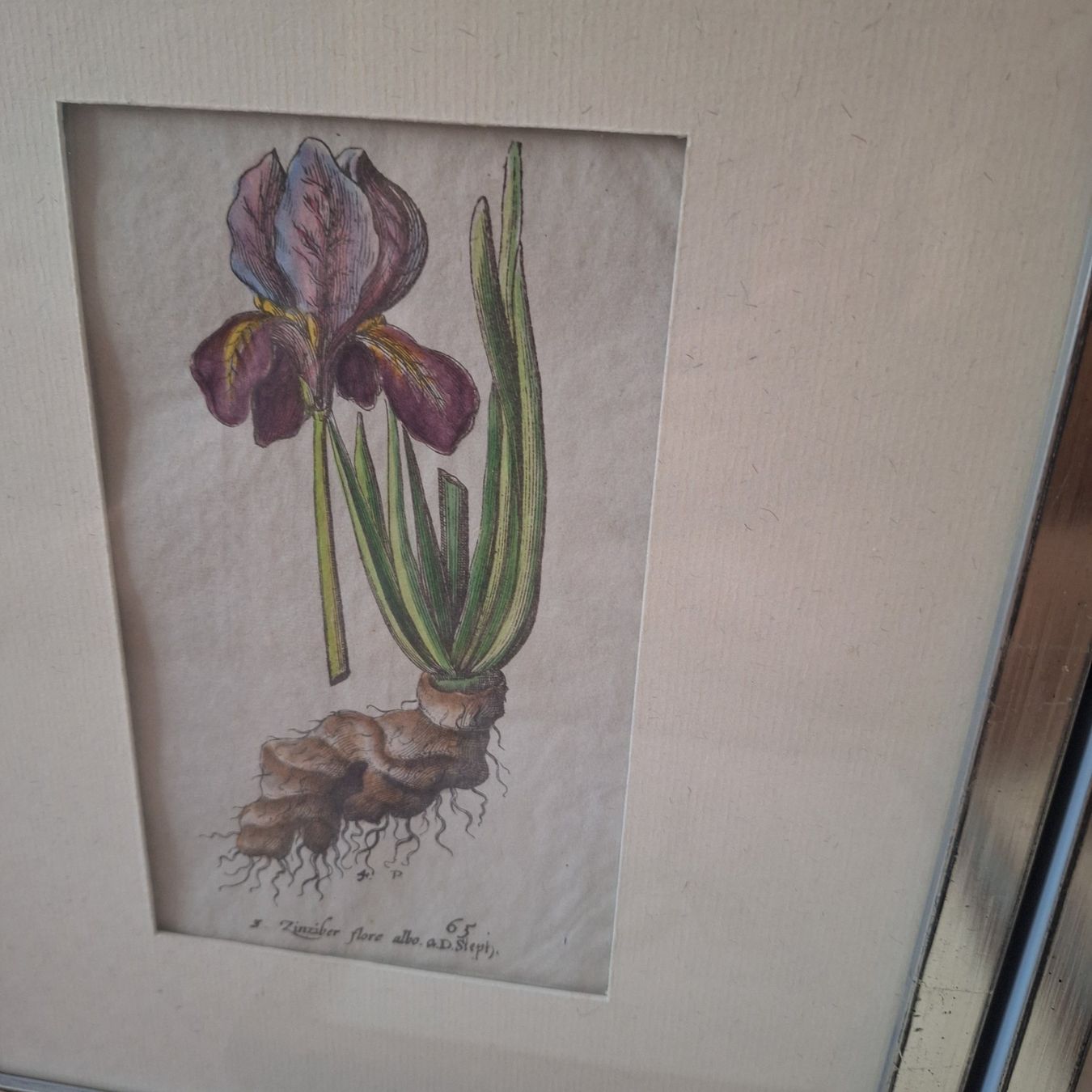 Poster & Bilder: Nostalgische Blumen Bilder silberfarbener Bilderrahmen – Gebraucht aus Winterthur von Goldpipau 7