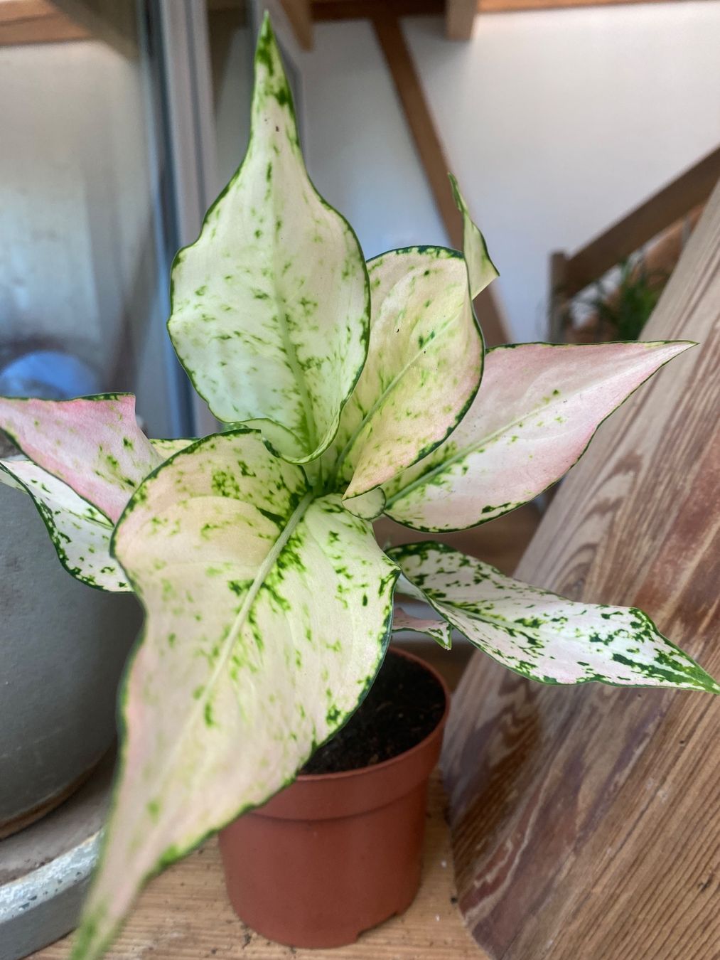 Piante & sementi: Aglaonema Rosy – Usato da Bützberg venduto da moeide 1