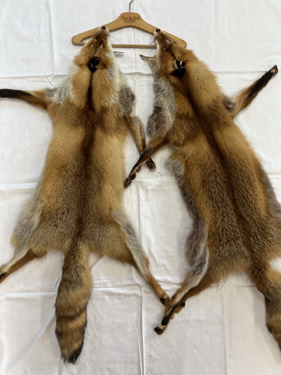 Il mondo degli animali: 2 x Fuchsfell – Usato da Euthal venduto da ruckzuckrohrfrei 3
