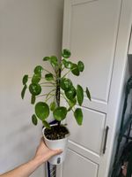 🌱 Ufopflanze / Pilea peperomioides in Semi-Hydrokultur