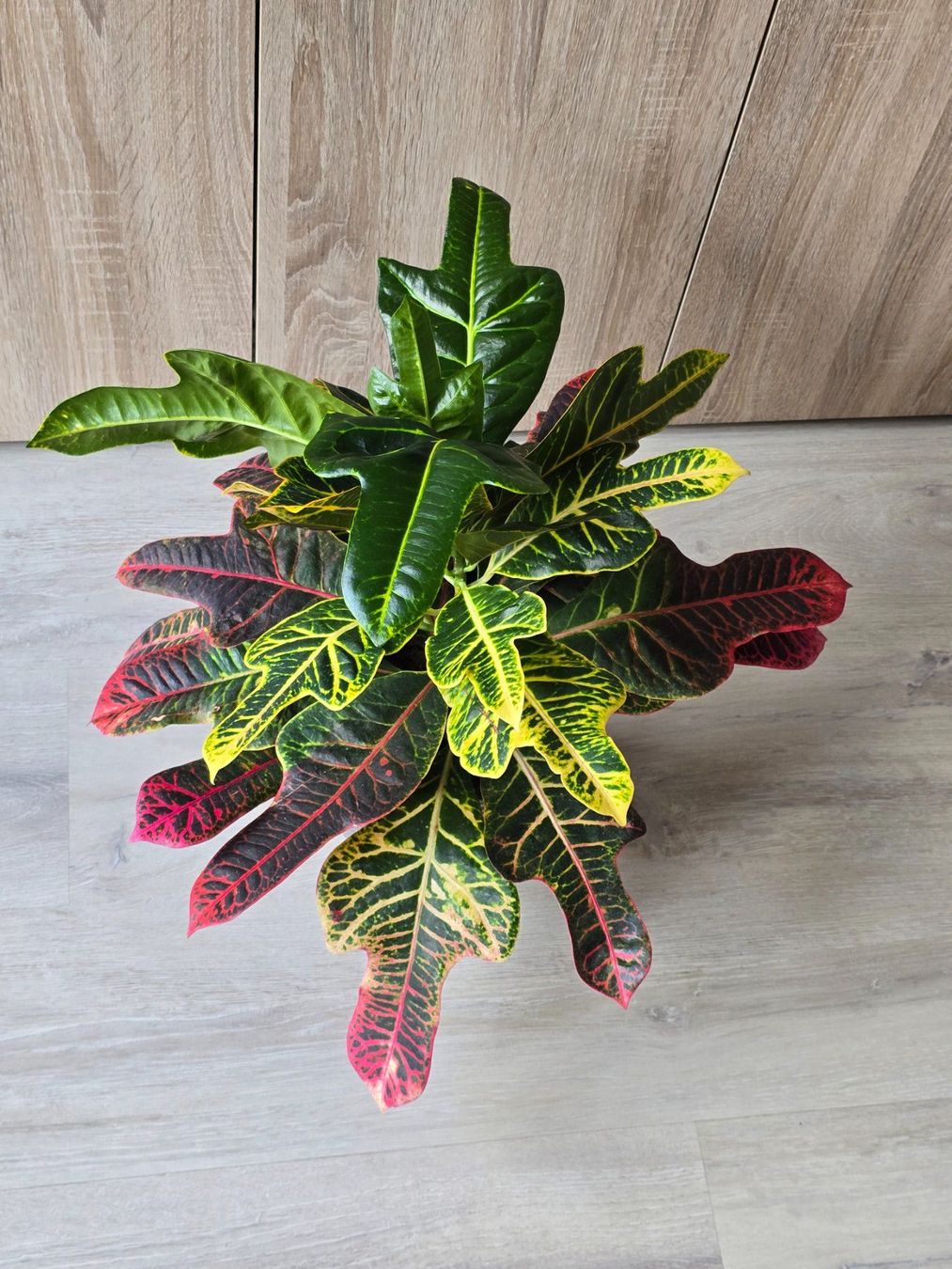 Piante & sementi: Schöne Zimmerpflanze Kroton - Codiaeum variegatum – Nuovo (secondo la descrizione) da Aarburg venduto da Glitzerschein 3