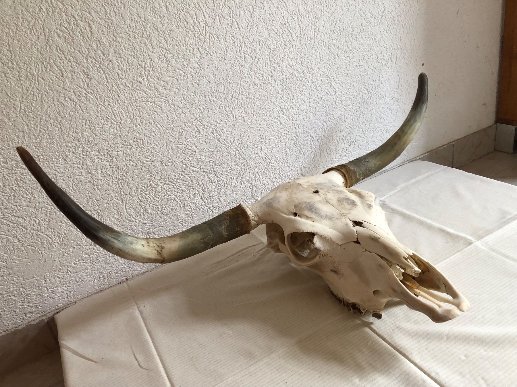 Tutte le decorazioni: Echter Stier Schädel - Western Deko – Usato da Zürich venduto da swinguin