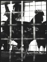 Fotografie Hermann Engel, Köln-Klettenb