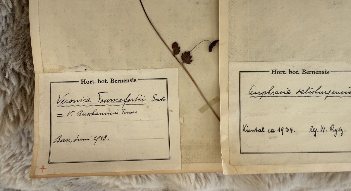 Pflanzen & Samen: Herbier – Gebraucht aus Veytaux von sevmontreux 2