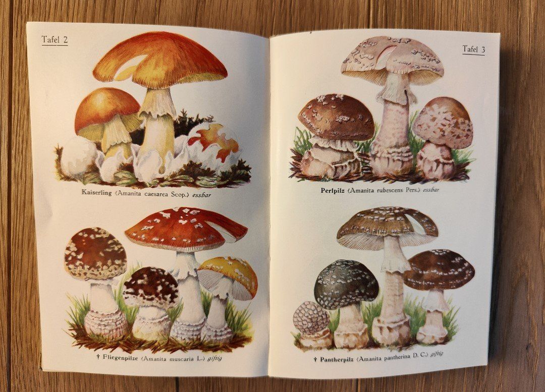 Livres: Schweizer Pilzbuch – D'occasion à Sigriswil par Ricola1977 1