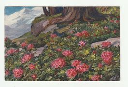 1923, Historische Künstlerkarte: Alpenrosen