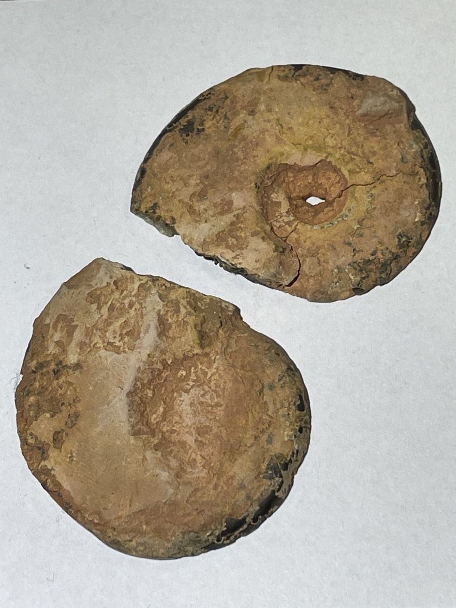 Fossilien: Ammoniten Paar / Fossil / Stein – Neu (gemäss Beschreibung) aus Rümlang von euqinom16 2