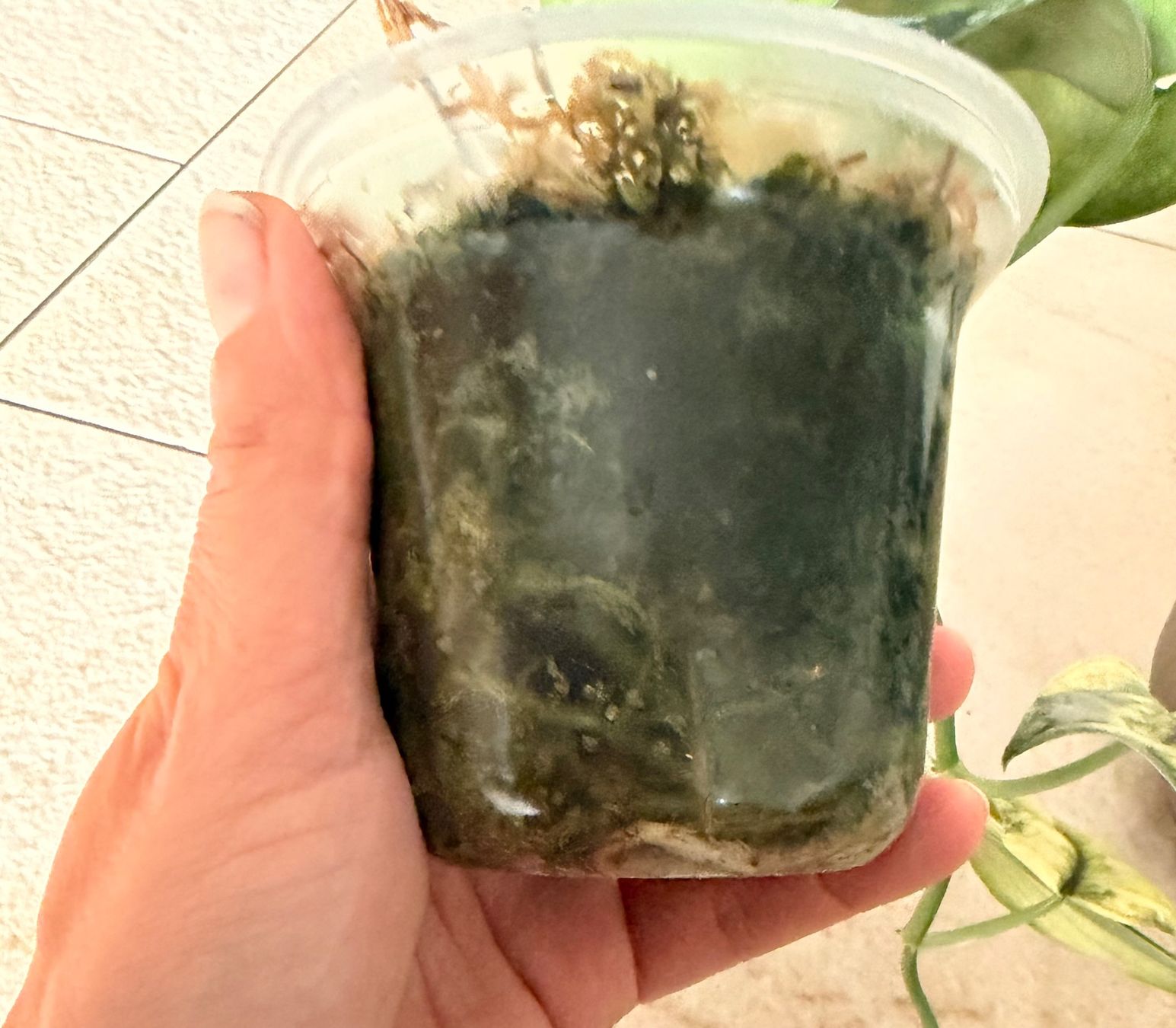 Piante & sementi: Scindapsus bakunawa variegated – Usato da Kaiseraugst venduto da dka_b97z 4