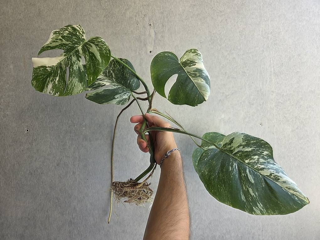 Plantes & graines: Monstera variegata – D'occasion à Bern par deb_t8fl