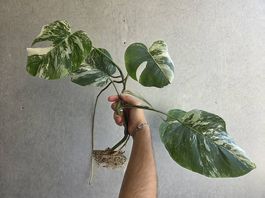 Monstera variegata