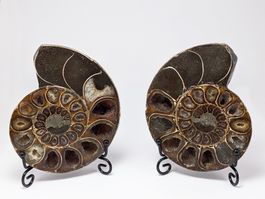 Ammonit Fossilien Paar 12.5cm, 747g. mit 2 Metallständern