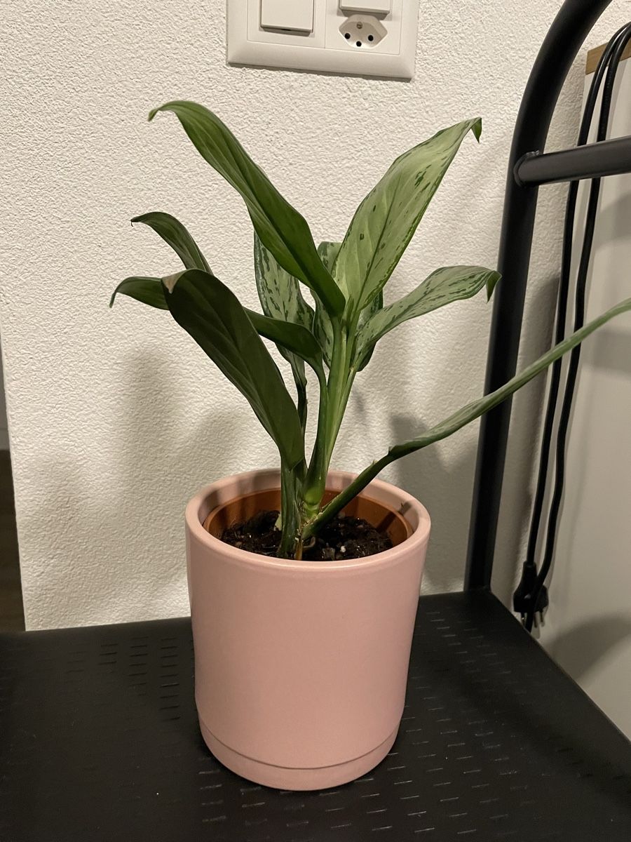 Pflanzen & Samen: Aglaonema Silver Bay Plant with nice pot – Gebraucht aus Uster von momogarden 1