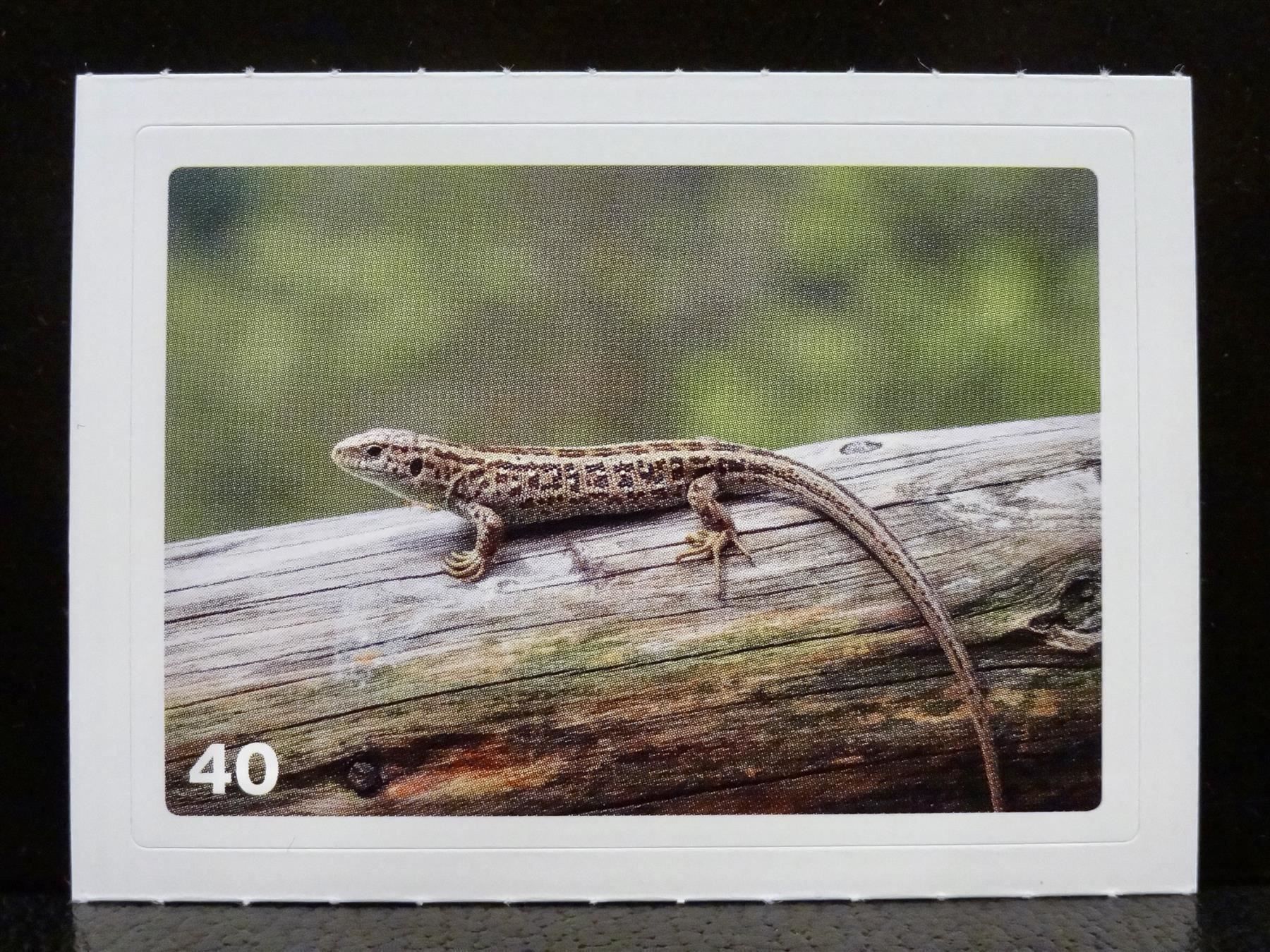 Migros Carte collezionabili: MIGROS MANIA Nature Detectives Nr. 40 – Usato da Kerzers venduto da zimmergruen