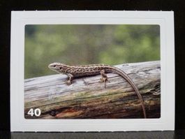 MIGROS MANIA Nature Detectives Nr. 40