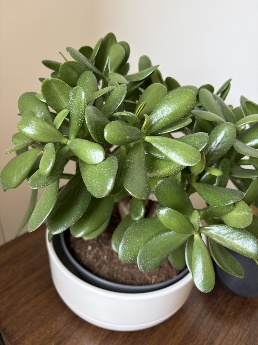 Piante & sementi: Jade Plant in White Pot Healthy Condition – Usato da Zürich venduto da MariaJC 1