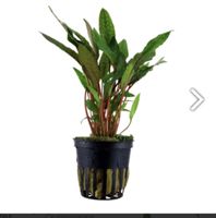 Aquariumpflanzen Cryptocoryne beckettii 'Petchii'
