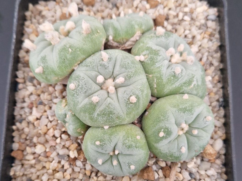 Plantes & graines: Lophophora Fricii – D'occasion à Zürich par LophiMaster 2