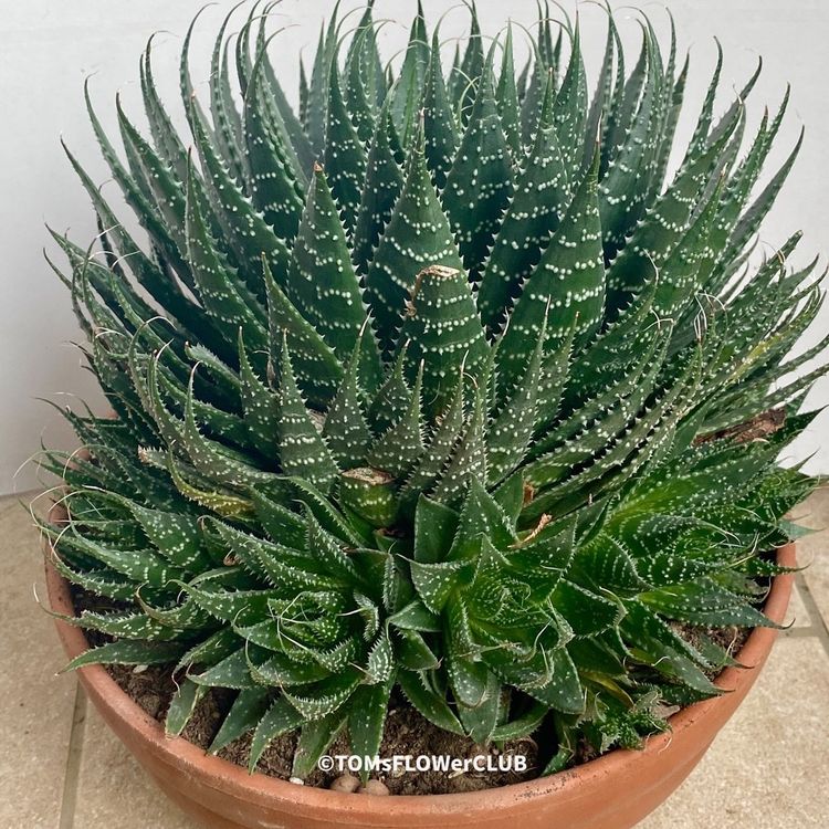 Aloe Aristata Kaufen Auf Ricardo