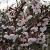 Piante & sementi: Cerisier à fleurs nain 'Kojo No Mai' – Nuovo (secondo la descrizione) da Bremblens venduto da FIBONACCI369 4