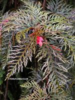 BEGONIA BIPINNATIFIDA - 1faszinierende Pflanze für Sammler
