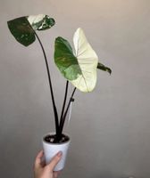 Alocasia Black Stem Albo variegata knollen