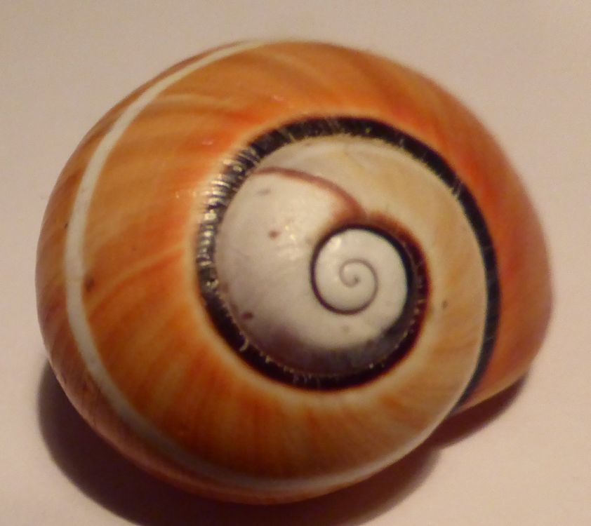 POLYMITA P. IOLIMBATA;24,7 MM;ORANGE; SEHR SELTENE FARBE Kaufen