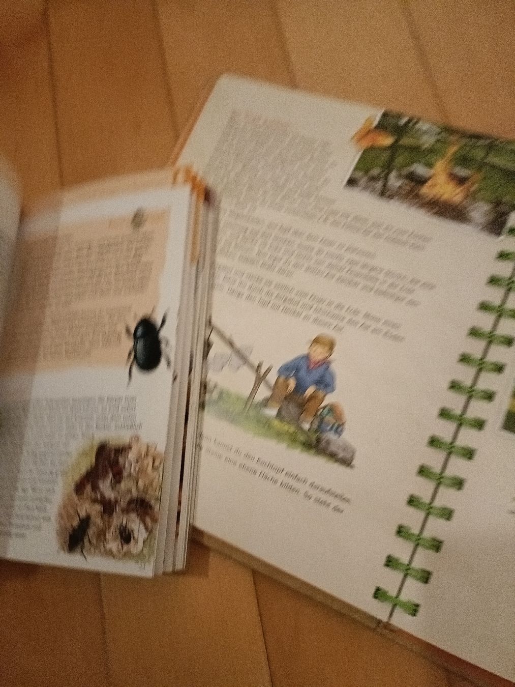 Libri: Abenteuer im Wald, 2 Bücher – Nuovo (secondo la descrizione) da Gossau SG venduto da scania1509 2