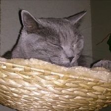 Profile image of Malfare