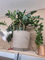 Zamioculcas Zimmerpflanze in grossem Topf guter Zustand