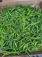 Grüne Chilis selber aus unserem Garten