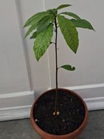 Avocadopflanze