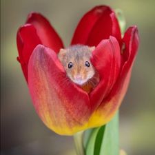 Profile image of Springmaus987