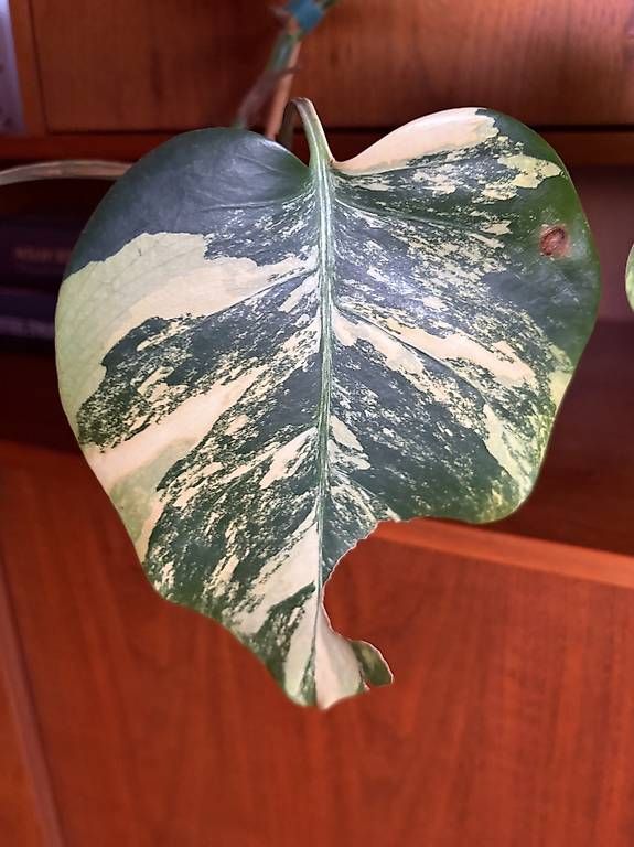 Pflanzen & Samen: Monstera (Marilyn Yellow) – Gebraucht aus Schwerzenbach von Pistazija 2