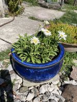 Tontopf blau mit Margheriten