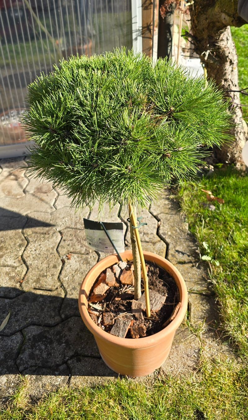 Piante & sementi: Pinus densiflora Low Glow – Nuovo (secondo la descrizione) da Aarburg venduto da popkorn65 4