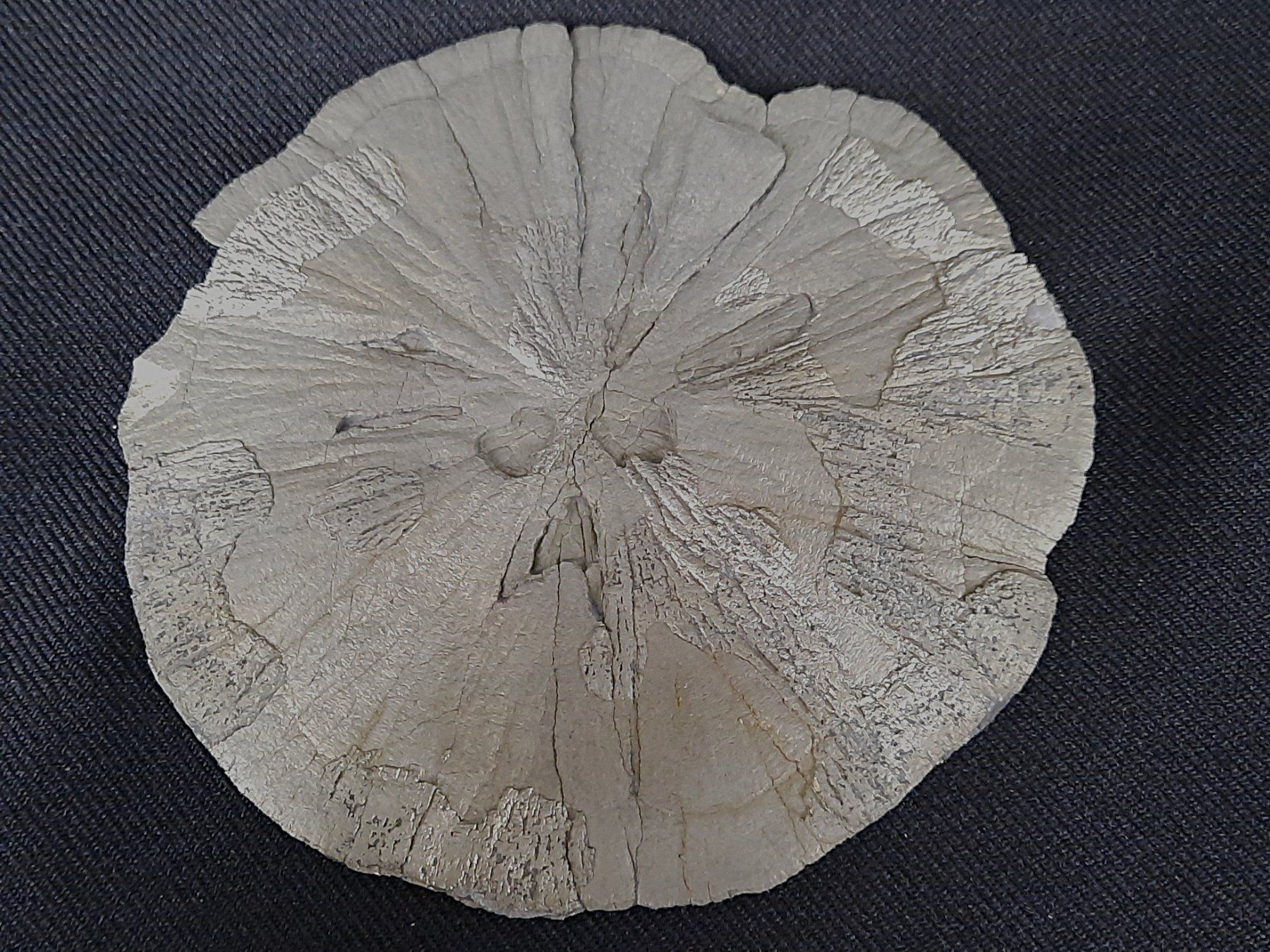 Mineralien & Heilsteine: Pyrit Sonne – Gebraucht aus Beinwil am See von Restwert_Beinwil 2