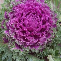 40 Samen KAMOME RED Zierkohl