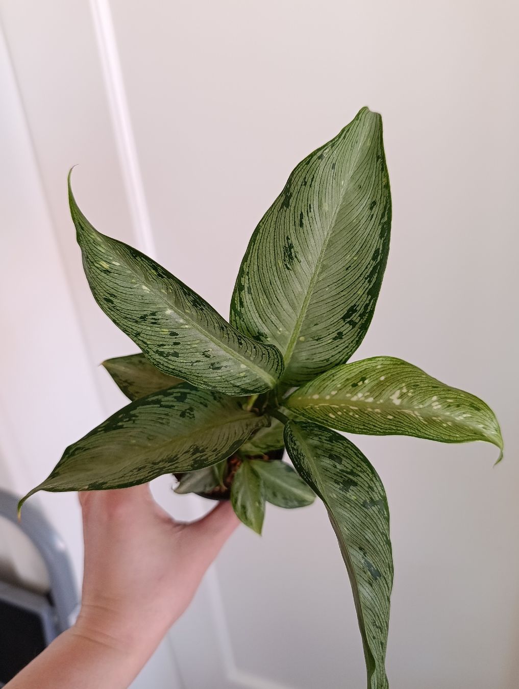 Piante & sementi: Dieffenbachia Snow – Usato da Baar venduto da L.isa28