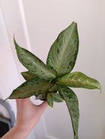 Dieffenbachia Snow
