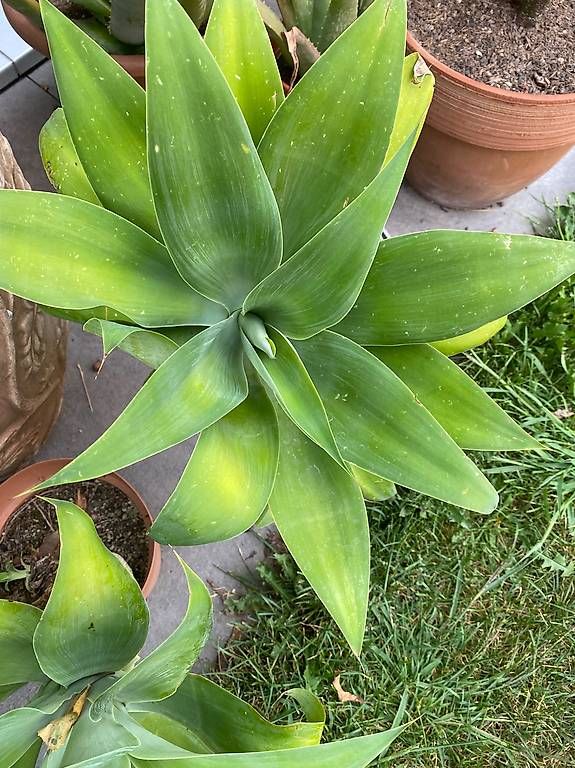 Pflanzen & Samen: Agave – Gebraucht aus Luzern von asia2001