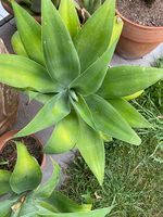 Agave
