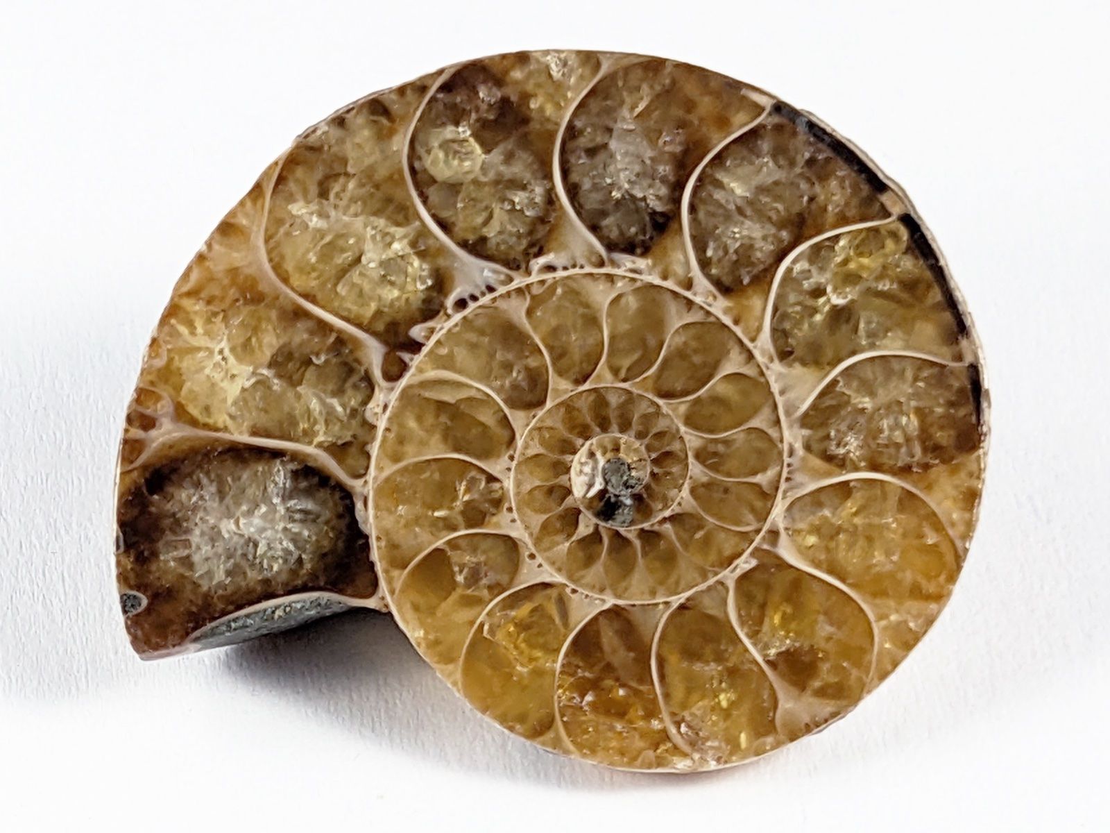 Minerali & Pietre curative: Ammonit Fossil 32mm – Nuovo e nell'imballaggio originale da Meilen venduto da StoneGarden