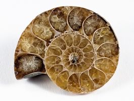 Ammonit Fossil 32mm