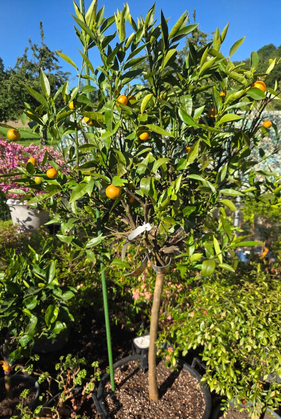 Pflanzen & Samen: zitrus clementine baum 1m80 – Gebraucht aus Unterlunkhofen von tomnova 1
